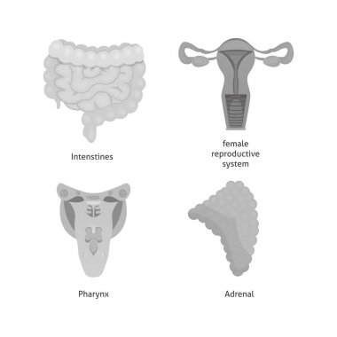 Çizgi film insan organlarını küme. Vücudu anatomisi.