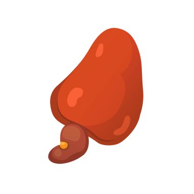 kaşu fındık vektör çizim karikatür tarzı. Organik gıda.