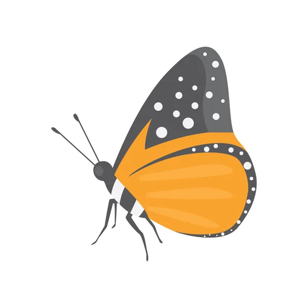 Barevný motýl vektorové ilustrace Design. letní hmyz — Stockový vektor