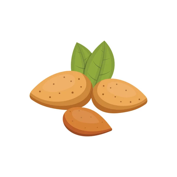 Миндальная векторная икона орехов в стиле мультфильма. Коллекция ореховых продуктов . — стоковый вектор