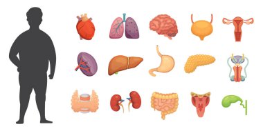 Çizgi film tarzında taşıyıcı iç organ koleksiyonu. İnsan vücudunun anatomisi. İnsan biyolojisi: Kalp, beyin, akciğer, karaciğer, mide, böbrek ve diğer ikonlar.