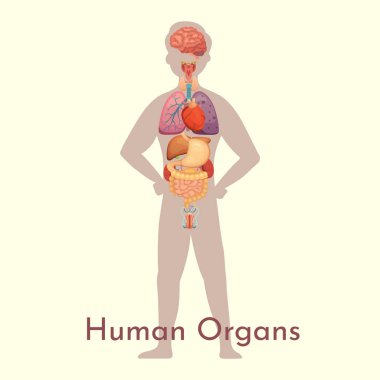 Çizgi film tarzında taşıyıcı iç organ koleksiyonu. İnsan vücudunun anatomisi. İnsan biyolojisi: Kalp, beyin, akciğer, karaciğer, mide, böbrek ve diğer ikonlar.