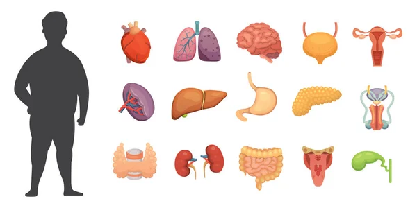 Vector colección de órganos internos en estilo de dibujos animados. Anatomía del cuerpo humano. Órgano biológico del hombre: Corazón, cerebro, pulmones, hígado, estómago, riñón e iconos externos . — Archivo Imágenes Vectoriales