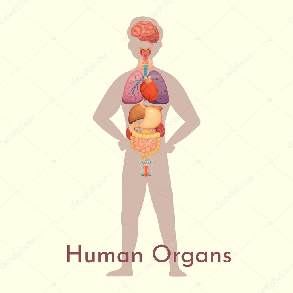 Vector internal organs collection in cartoon style. Anatomy of human body. Man biology organ: Heart, brain, lungs, liver, stomach, kidney and outher icons.