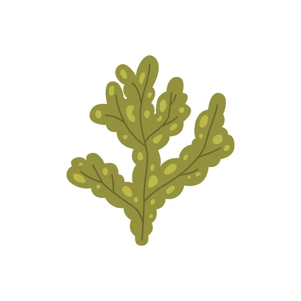 Vector seaweed fucus icon isolated on whire. Sea underwater marine plant. — Stock Vector