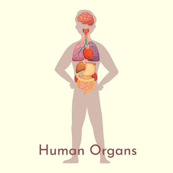 Vektor-Sammlung interner Organe im Cartoon-Stil. Anatomie des menschlichen Körpers. Biologisches Organ des Menschen: Herz, Gehirn, Lunge, Leber, Magen, Niere und äußere Symbole. — Stockvektor