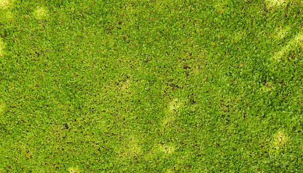 Зелена трава текстурованою Фотографія зроблена в Seamarang Індонезії — стокове фото