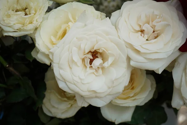 Ein Bündel schöner weißer Rosen, aufgenommen in semarang indonesien — Stockfoto