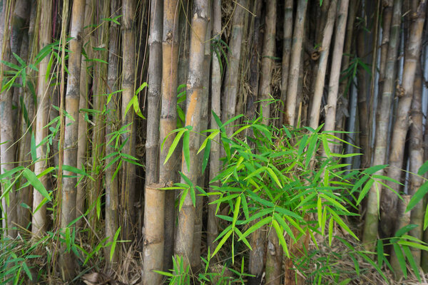 Bamboo tree with green leaves photo taken in Jakarta Indonesia