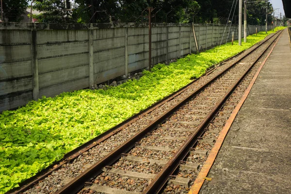 Rak järnväg för pendeltåg linje med gröna buskar foto taget i Depok Indonesien — Stockfoto