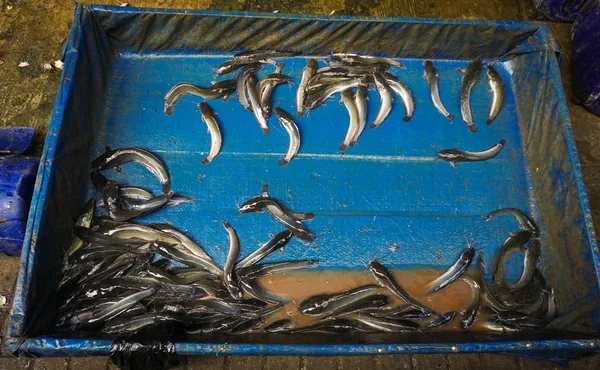 Venta de peces frescos de gato en una caja de madera cubierta por una foto de plástico azul tomada en Yakarta Indonesia — Foto de Stock