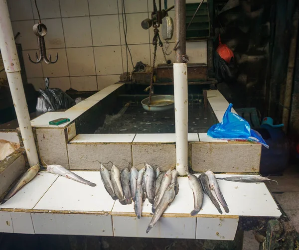 Frischer Wels beim Fischhändler Foto aufgenommen in Jakarta Indonesien — Stockfoto