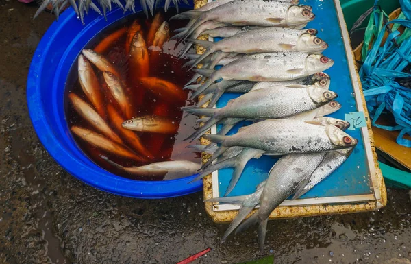 Pești de apă dulce vânduți în fotografii tradiționale de piață realizate în Jakarta Indonezia — Fotografie, imagine de stoc