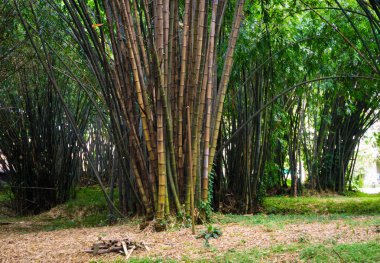Yeşil yeşil bambu groove Kebun Raya Bogor Endonezya'da çekilen fotoğraf bırakır