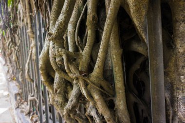 kebun raya bogor Endonezya, büyük ve uzun kuru kökleri ile büyük bir antik ağaç