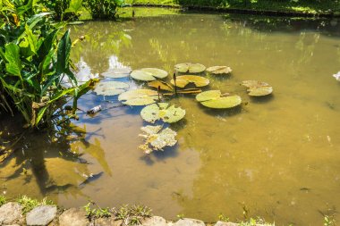 Lotus veya nilüfer yeşil su fotoğraf Kebun Raya Bogor Endonezya'da alınan bir gölet üzerinde
