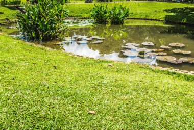 küçük bir lotus veya bir su birikintisi yakın bir çayır fotoğraf Kebun Raya Bogor Endonezya'da alınan Nilüfer