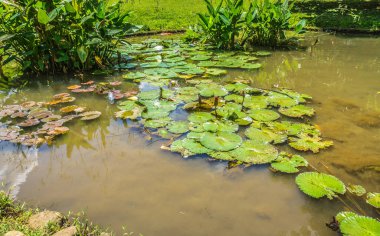 Lotus veya nilüfer yeşil su fotoğraf Kebun Raya Bogor Endonezya'da alınan küçük bir gölet üzerinde