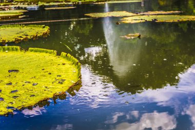 Büyük Lotus ya da Nilüfer yeşil su fotoğraf Kebun Raya Bogor Endonezya'da alınan bir gölet üzerinde kalıyor