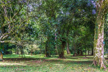 Eski büyük ağaç ve çayır fotoğraf Kebun Raya Bogor Endonezya'da alınan başka bir yeşil ağaçlar ile yeşil bahçe