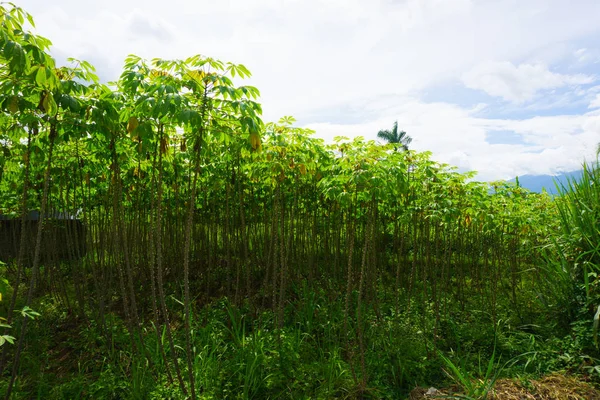 Groene tuin vol cassave bomen en struiken met mooie bewolkte hemel als achtergrondfoto genomen in dramaga bogor, Indonesië — Stockfoto