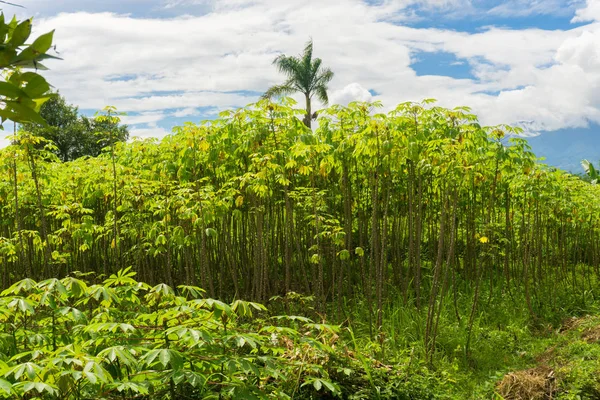 Zielony ogród pełen maniok drzew, krzewy i drzewa kokosowego z piękne pochmurnego nieba jako tło zdjęcie zrobione w dramaga bogor Indonezja — Zdjęcie stockowe