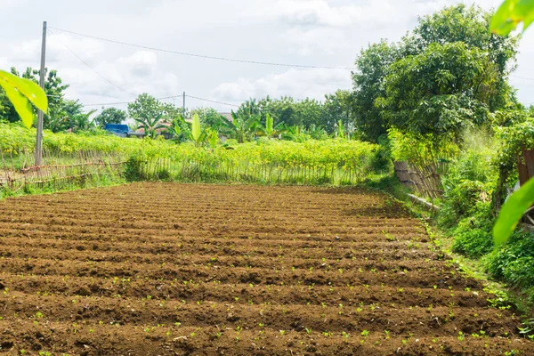 Farm Feld bereits gedüngt und bereit, mit Büschen um und schönen Himmel als Hintergrundbild in Dramaga Bogor Indonesien aufgenommen kultivieren — Stockfoto