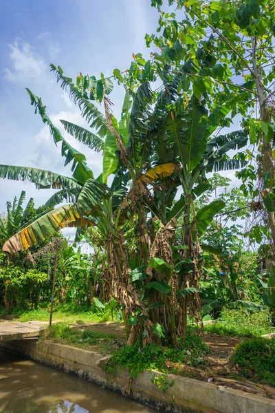 Een groef van banaan boom bloeien in een groene tuin met mooie hemel als achtergrondfoto genomen in dramaga bogor, Indonesië — Stockfoto