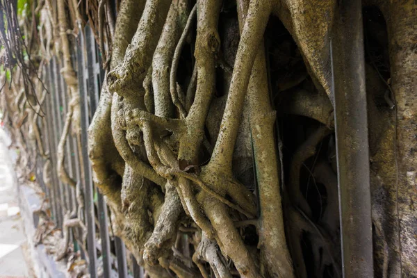 Uma grande árvore antiga com raízes secas grandes e longas em kebun raya bogor indonesia — Fotografia de Stock