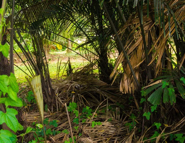 Groove palmu již některé z nich spadají a suché fotografie pořízené v kebun raya bogor Indonésie — Stock fotografie