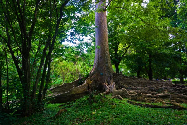 Kayu Raja lub The Tree króla z Azji duży pierwiastek i jeden z największe drzewo w świecie zdjęcie w Kebun Raya Bogor Indonezja — Zdjęcie stockowe