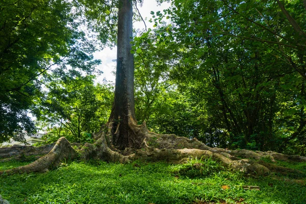 Kayu Raja nebo The King strom z Asie s velkými root a jeden z největších strom ve světě fotografie pořízené v Kebun Raya Bogor Indonésie — Stock fotografie
