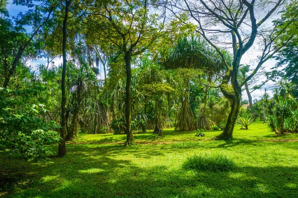 在印度尼西亚 kebun raya bogor 拍摄了绿草照片, 完成了高和大树的大景观 — 图库照片