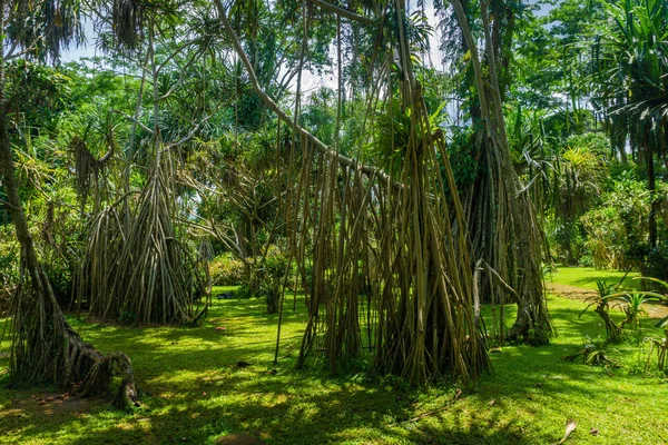 Krajina s velký strom s dlouhými suchými kořeny fotografie pořízené v Kebun Raya Bogor Indonésie — Stock fotografie