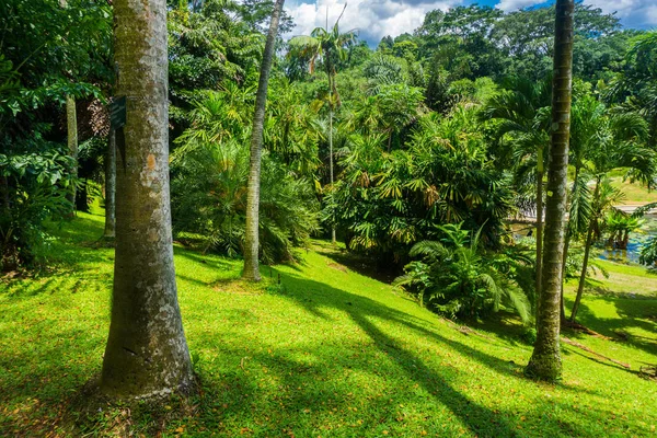 Krajobraz Hill z duże i wysokie drzewa, krzaki i zielona trawa zdjęcie zrobione w Kebun Raya Bogor Indonezja — Zdjęcie stockowe