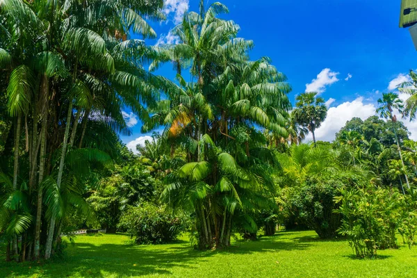 在印度尼西亚 Kebun Raya Bogor 拍摄的绿色草地照片的风景中的绿色棕榈树的凹槽 — 图库照片