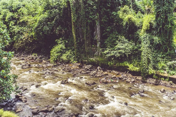 Řeka s kameny a velký proud, obklopen stromy a keři fotografie pořízené v Kebun Raya Bogor Indonésie — Stock fotografie