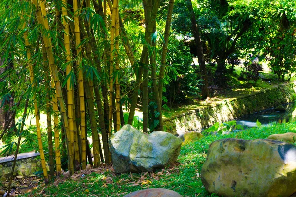 Паз жёлтого бамбука возле канавы и камней, сделанный в Кебун Рая Богор Индонезия — стоковое фото
