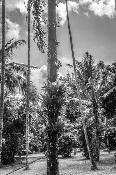 Pálma és kókusz fa a kertben, a fekete-fehér módban fénykép elvett-ban Indonézia Kebun Raya Bogor — Stock Fotó