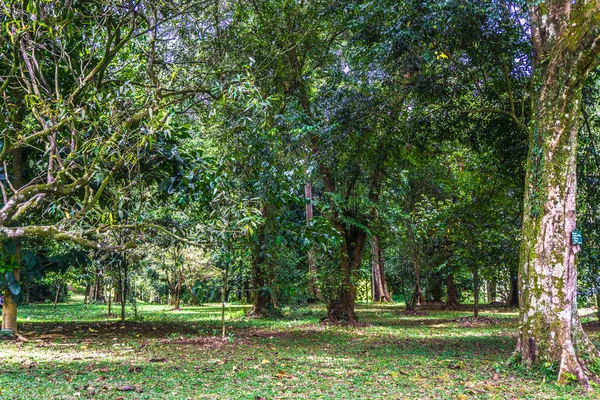 Groene tuin met oude grote boom en een andere groene bomen met weide foto genomen in Kebun Raya Bogor, Indonesië — Stockfoto