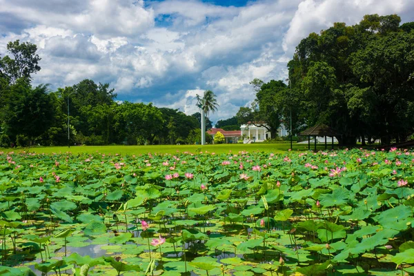 莲花或睡莲完成附近的池塘与美丽的风景照片在印度尼西亚茂物 — 图库照片