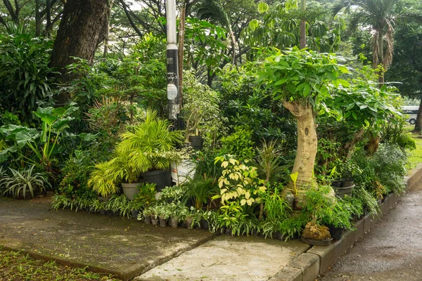 Olika slags växt, bonsai och blomma ordnade som en liten djungel och sälja av florist foto taget i Jakarta Indonesien — Stockfoto