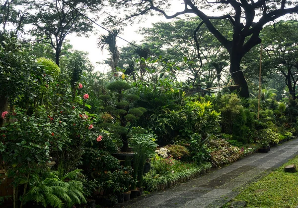 不同种类的植物和花卉状的小丛林和出售由花店照片摄于印度尼西亚雅加达 — 图库照片