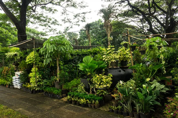 在印尼雅加达拍摄的花店照片出售各种植物、花卉和肥料 — 图库照片