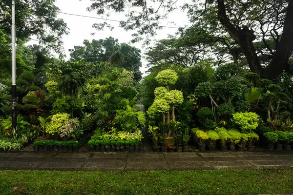 不同种类的植物、 盆景树和花状的小丛林和出售由花店照片摄于印度尼西亚雅加达 — 图库照片