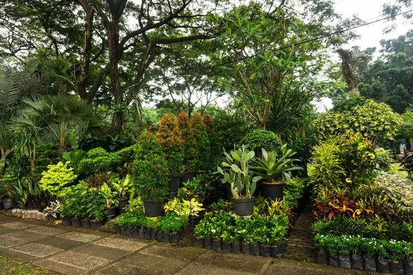 不同种类的植物和花卉状的小丛林和出售由花店照片摄于印度尼西亚雅加达 — 图库照片