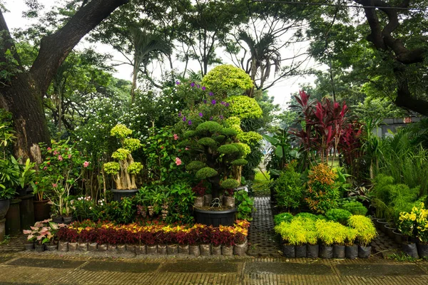 Различные виды растений, бонсай дерево и цветок расположены как маленькие джунгли и продаются флористом фото, сделанное в Джакарте Индонезии — стоковое фото