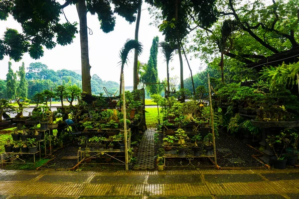 树木盆景; 堆积在竹架上卖在植物商店照片摄于印度尼西亚雅加达 — 图库照片