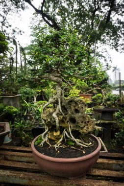 Bonsai ağacı kil dekoratif bitkiler için yapılmış bir tencerede satmak bitki satıcı fotoğraf Jakarta Endonezya