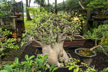 Bonsai ağacı kil dekoratif bitkiler için yapılmış bir tencerede satmak bitki satıcı fotoğraf Jakarta Endonezya
